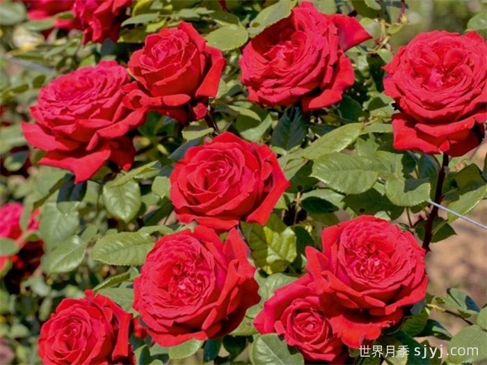 恩钿女士月季/波特罗月季Mme.Endian(图4)