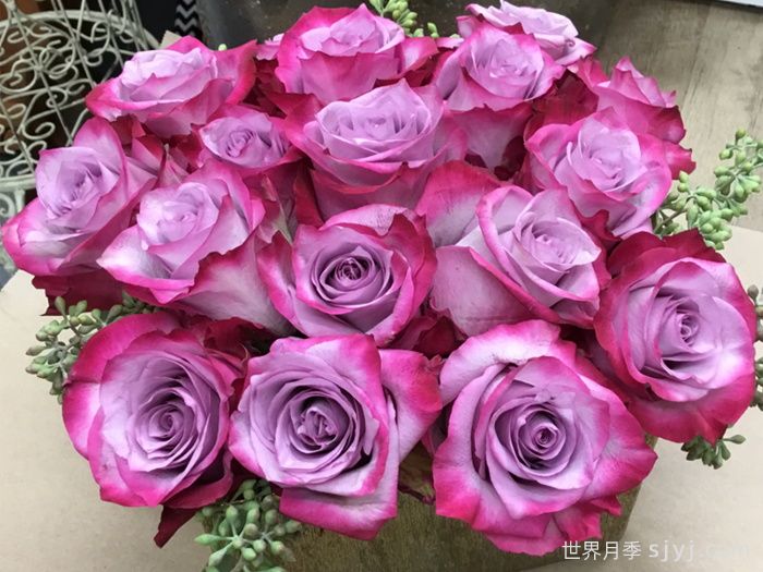 深紫玫瑰月季/一片深紫/深紫乐队Deep Purple(图1)