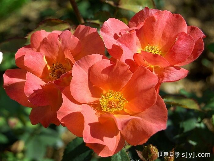 伊迪丝霍尔登月季Edith Holden(图1)