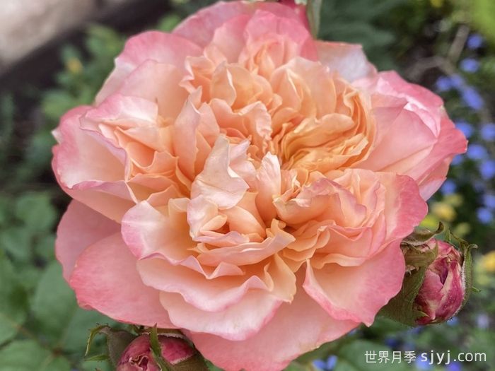 伊迪丝月季/伊迪斯月季Edith(图1)