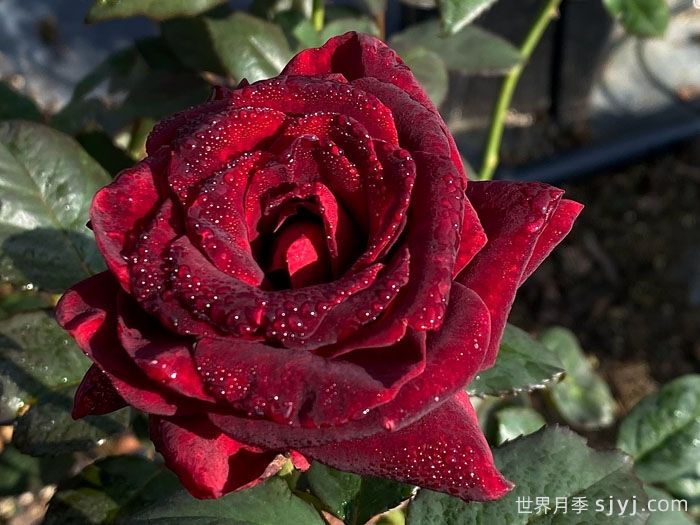 黑巴克月季Black Baccara(图3)