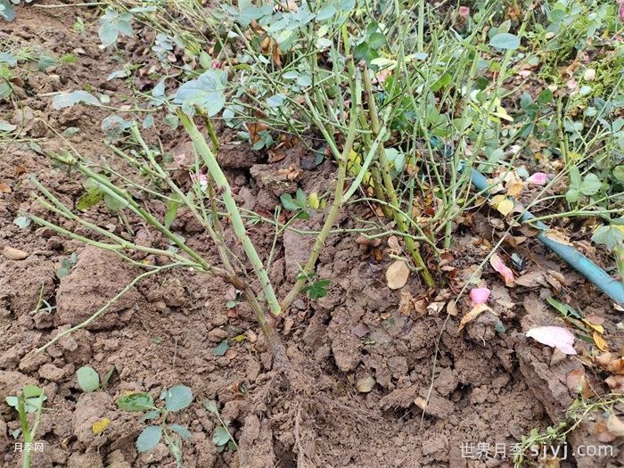 月季裸根苗种植技巧，地栽和盆栽教给你(图1)