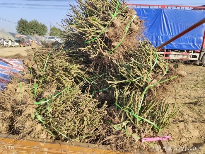 月季裸根苗种植技巧，地栽和盆栽教给你(图2)