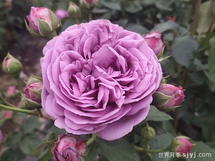 紫雾泡泡月季介绍和优缺点(图1)