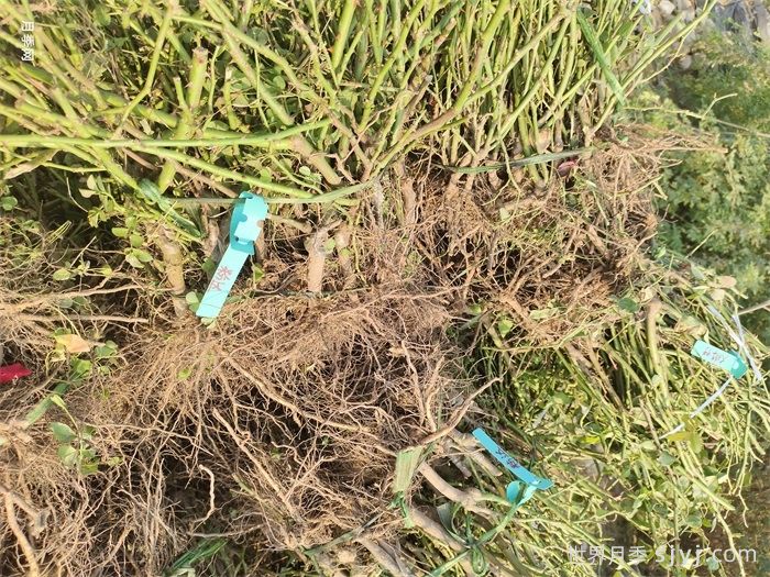 月季裸根苗什么时候移栽合适？南阳月季告诉你(图2)