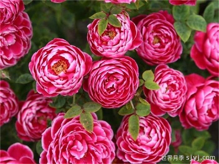 日本玛丽月季的优缺点是什么？(图1)