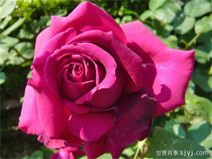 悠久的约定月季介绍和优缺点(图1)