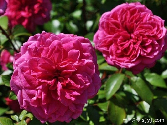 艾弗的玫瑰月季/啦啦队长/星光闪耀Ivors Rose(图2)