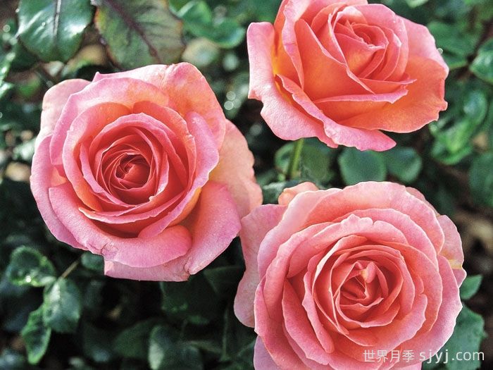 艾丽月季/爱丽/她Elle(图2)