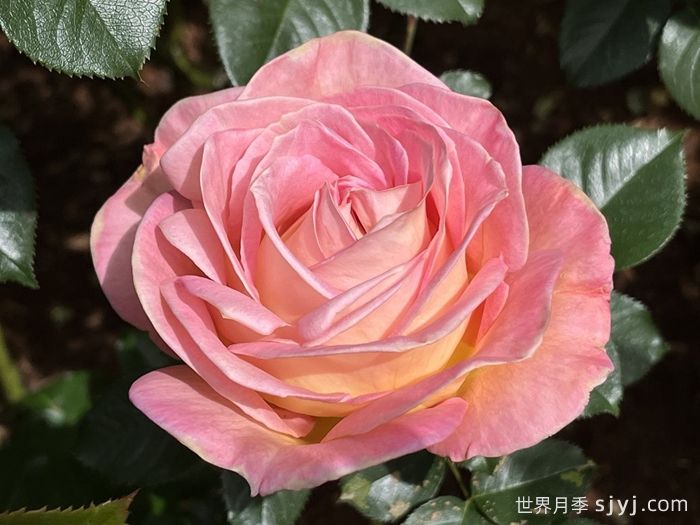 艾丽月季/爱丽/她Elle(图3)