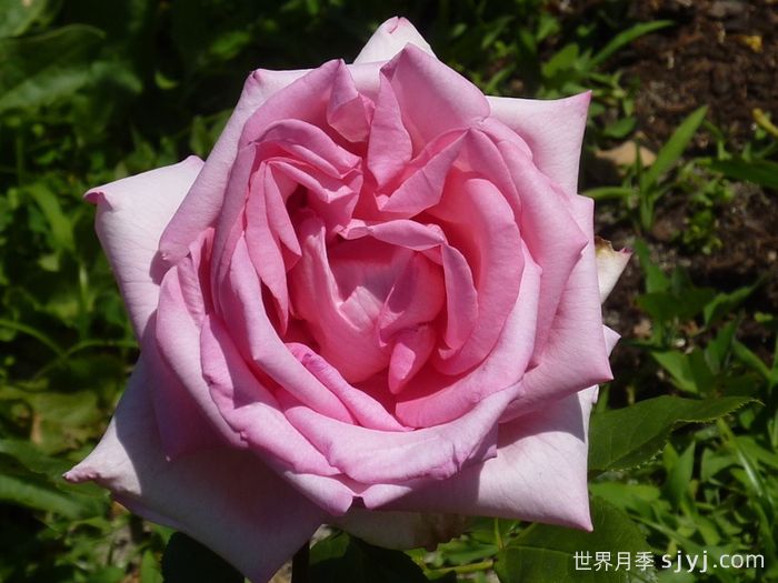 甜蜜诉说月季/花园公主/甜蜜美人Sweet Parole(图2)