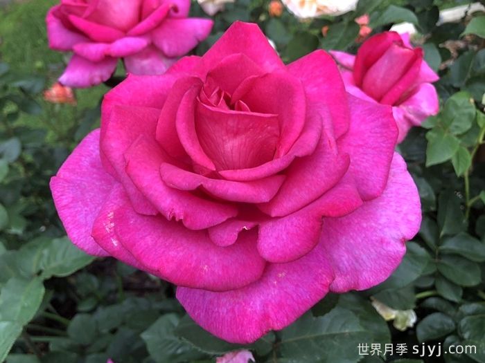 诉说月季/丰腴美人/花园女王/旺达菲拉格慕Parole(图1)