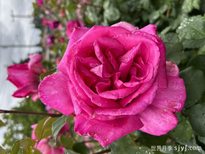 诉说月季/丰腴美人/花园女王/旺达菲拉格慕Parole(图3)