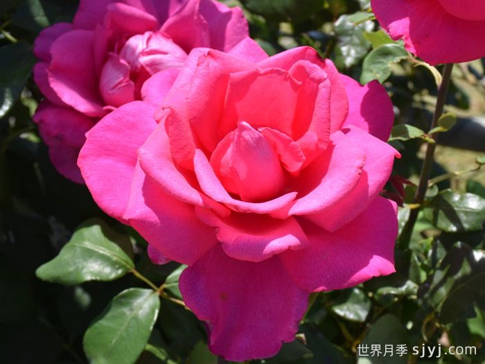 诉说月季/丰腴美人/花园女王/旺达菲拉格慕Parole(图4)