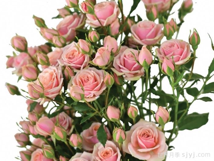 经典爱人月季Classic Rosever(图1)