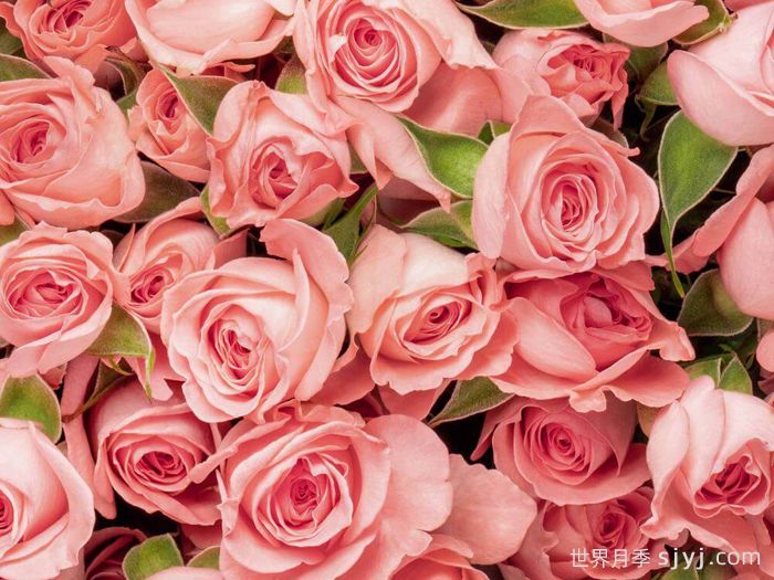 高雅爱人月季Elegant Rosever(图3)