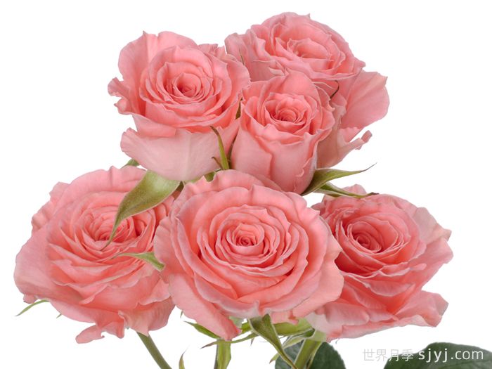 高雅爱人月季Elegant Rosever(图2)