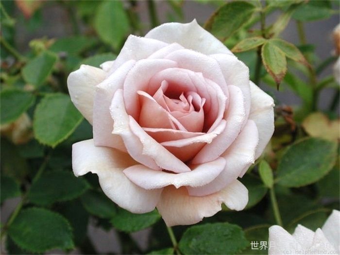 奥莱咖啡月季Cafe Ole(图1)