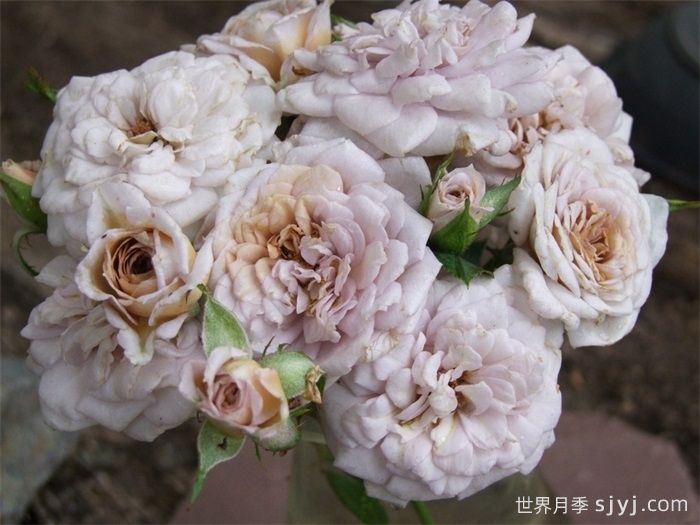 奥莱咖啡月季Cafe Ole(图3)