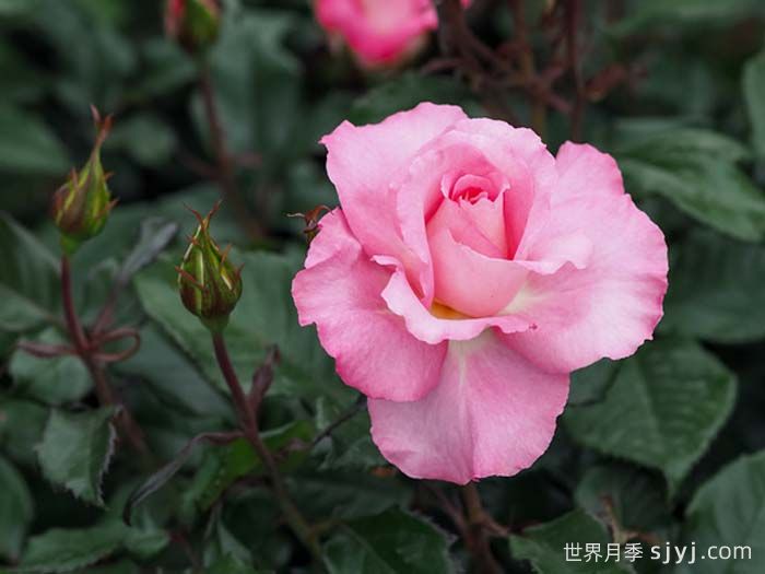 调香师卡尔斯月季Jean Carles(图2)