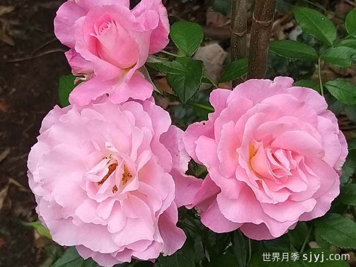 调香师卡尔斯月季Jean Carles(图3)