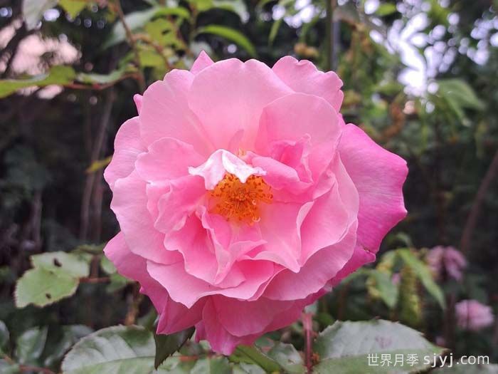 调香师卡尔斯月季Jean Carles(图1)