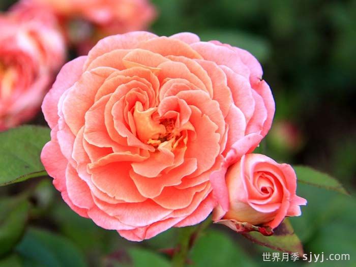 玛米蒂杰尔月季Mamie Dittiere(图3)