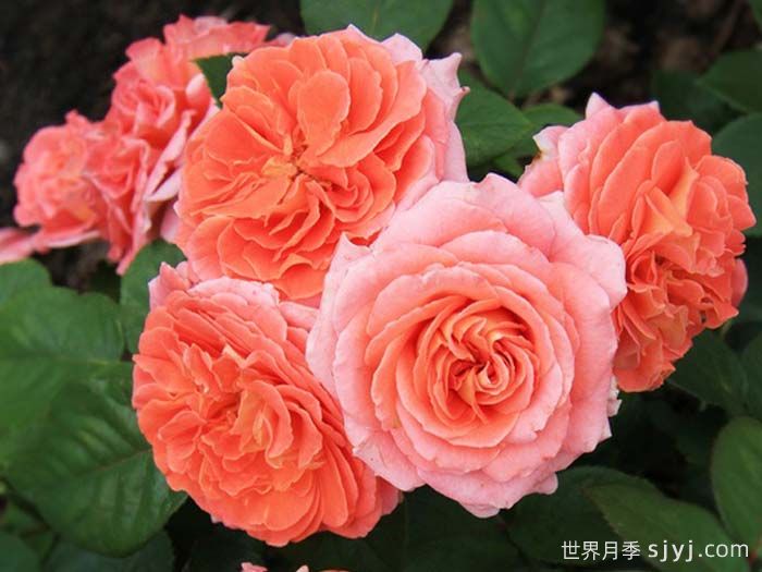 玛米蒂杰尔月季Mamie Dittiere(图2)