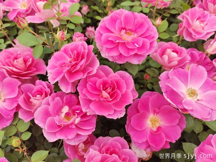 丰花月季(图1)