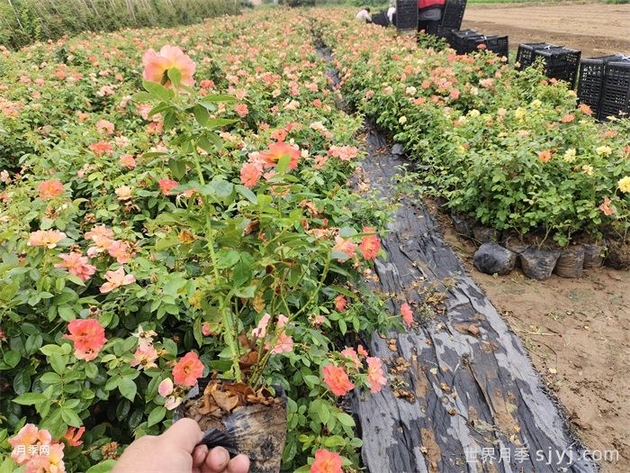 营养杯月季苗/月季杯苗(图3)