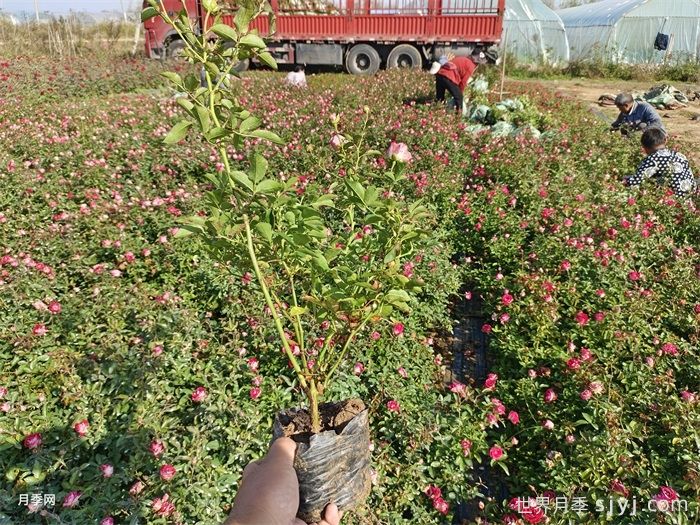营养杯月季苗/月季杯苗(图5)