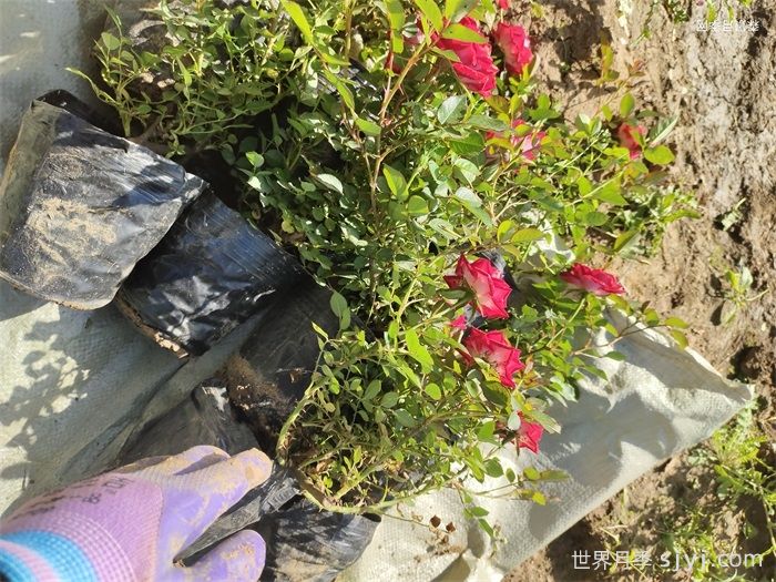 营养杯月季苗/月季杯苗(图7)