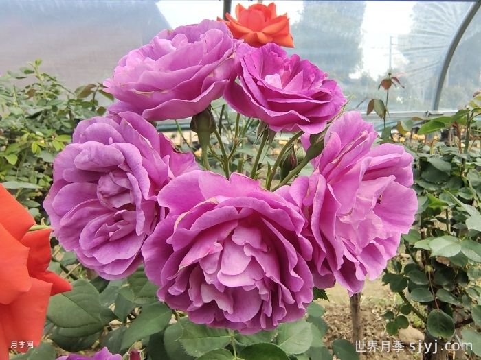 冥王星阳台月季Pluto King Terrazza(图5)