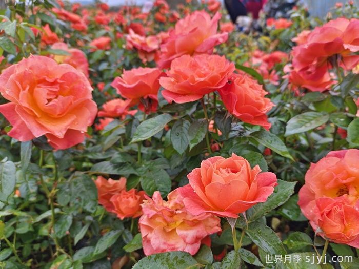 红从容月季/红丛蓉Red Velvet(图5)