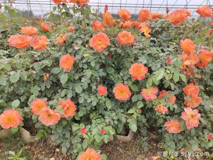 红从容月季/红丛蓉Red Velvet(图8)