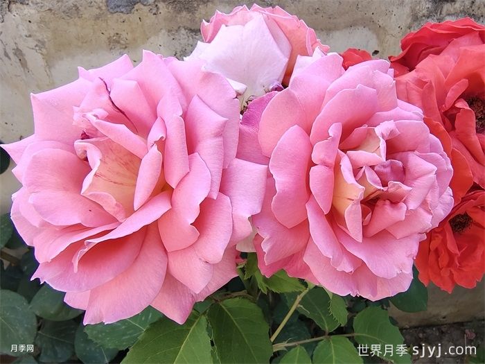 我的选择月季My Choice(图5)