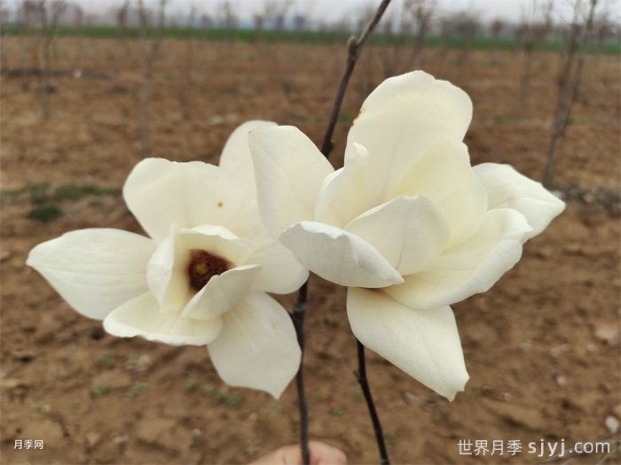 一分钟了解白玉兰(图1) 一分钟了解白玉兰(图1)