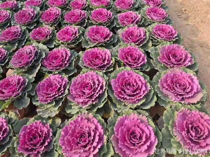 一分钟了解羽衣甘蓝(图1)