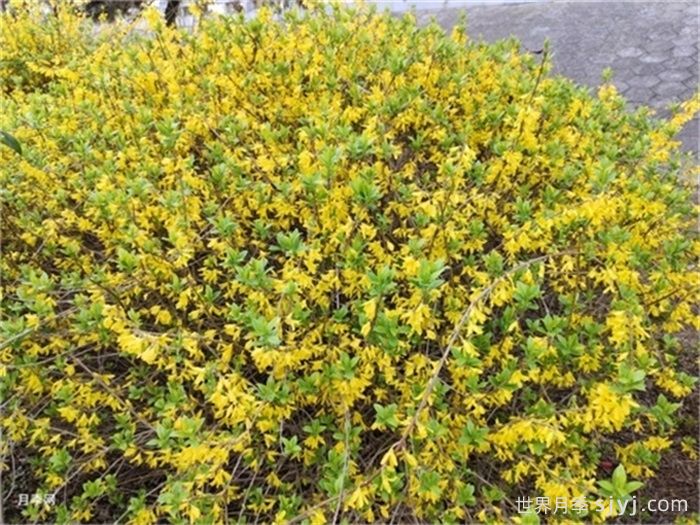 一分钟了解连翘(图1) 一分钟了解连翘(图1)