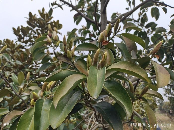 一分钟了解含笑(图1)