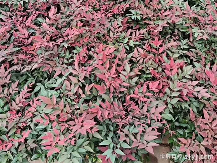 一分钟了解南天竹(图1)