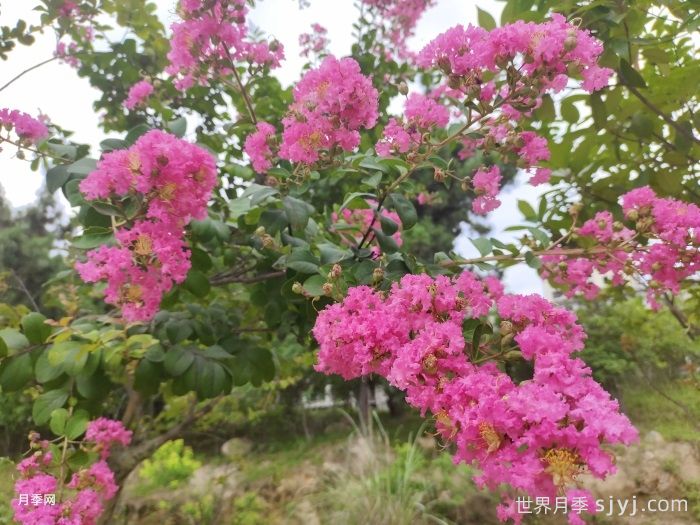 一分钟了解紫薇(图1)