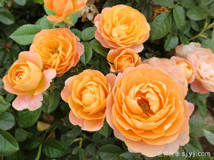 蔷薇科有哪些花卉？(图1)