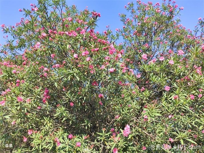 一分钟了解夹竹桃(图1)