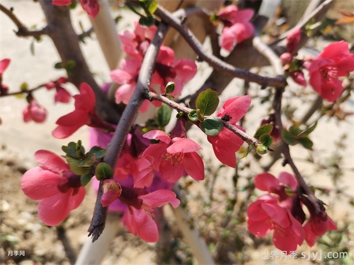 一分钟了解贴梗海棠(图1)