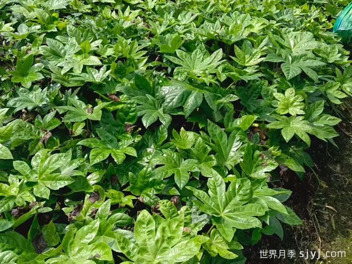 一分钟了解八角金盘(图1)