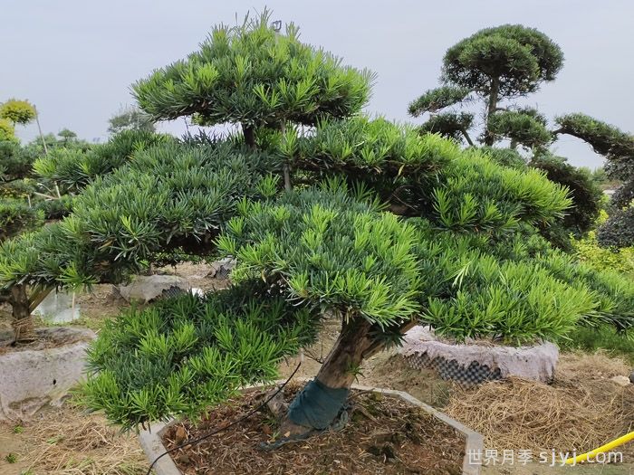 一分钟了解罗汉松(图1)