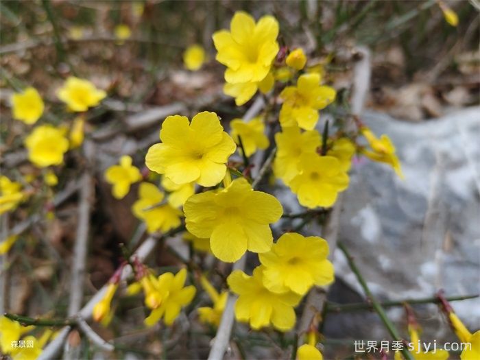 一分钟了解迎春花(图1)