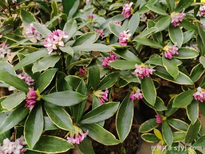 一分钟了解瑞香(图1)