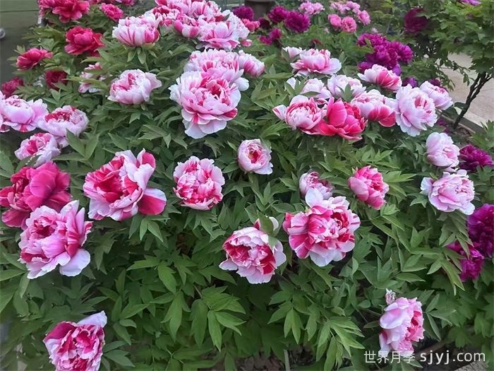 一分钟了解牡丹(图1)